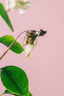 花が萎れていることがございます。摘み取ってません。