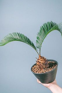 ポットの色はおまかせになります。
