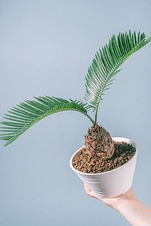 形、葉付きには個体差があります。