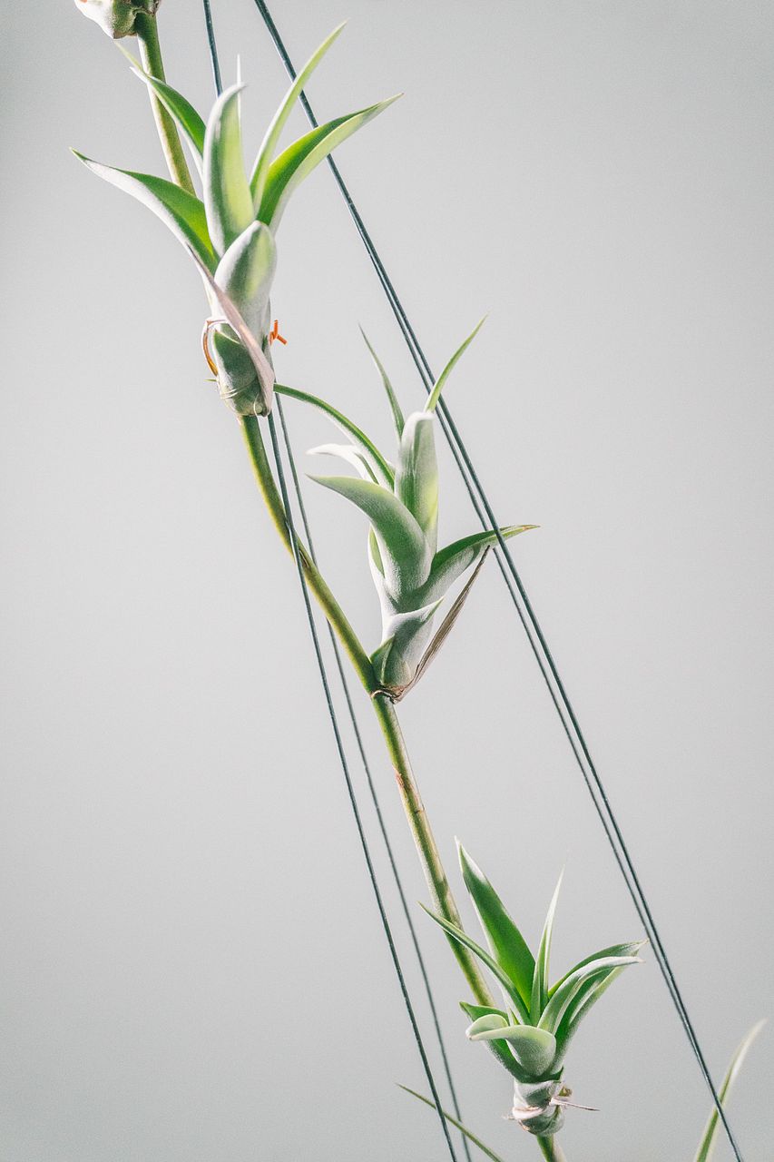 希少！チランジア「フレクスオーサ ヴィヴィパラ」