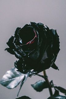 染めの特性上、外側の花びらが乾燥している場合がございます。ご了承ください。