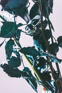 葉が染めの染料によりブルーに染まっています。扱いにはお気をつけください。※写真は別品種になります
