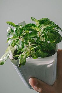 一部葉が茶色変色していることがございます。