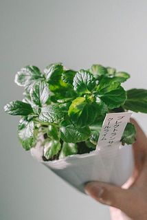 斑の入り方には個体差がございます。