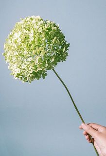 アナベルの大きさには個体差がございます。