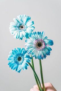 染めの花は色の出方に個体差があります。個性を楽しんで😉