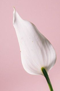 一部、茶色く変色している場合がございます。