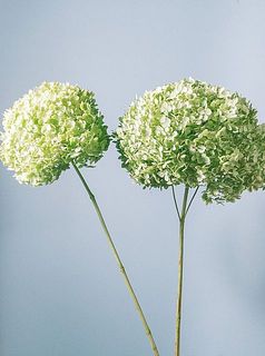 大きさには個体差がございます。