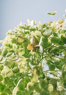 一部、花びらがドライになっている場合がございます。