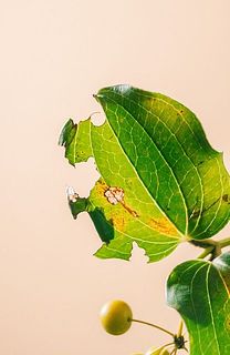 一部葉が傷ついている場合がございます。 気になる場合は間引いてください。
