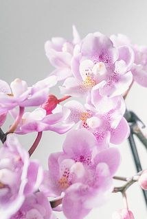フリフリの花びらと、そばかすが可愛い🌸