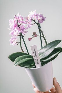花のつき方、サイズには個体差がございます