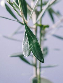 カルキ跡（水垢）ある場合がございます。気になる方は優しく拭き取ってくささい。