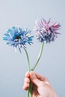 染まり具合には個体差がございます。