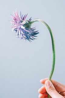 俯きがちな個体がございます。個性ですので品質には問題ございません。