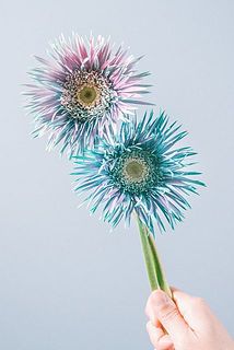 染まり具合には個体差がございます