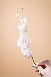 一番花は摘み取ってあげましょう。（一番花は一番下のお花です）