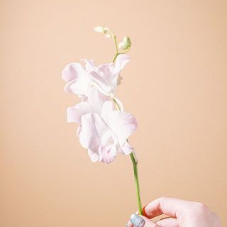 花弁に傷がついていたり、折れていることもあります。気になる場合は取り除いてください。