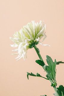 外側の花は配送時の揺れにより少々傷がついてしまう事がございます。ご了承ください。