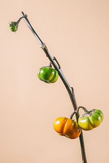 実の付き方には個体差がございます。