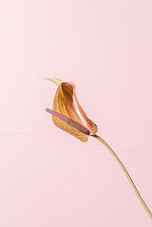 アンスリウムの花びらのような部分は「ホウ」と呼ばれるもの。形には歪みなど個体差がありますが、品質には問題ありません。