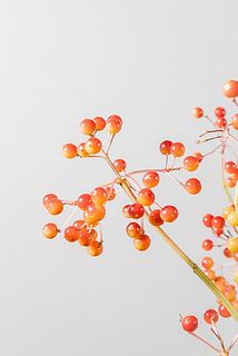 つやつや宝石のよう✨実の付きや色づきには個体差があります。
