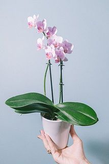 花付きには個体差があります。