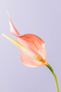 ユニークな形がかわいい。