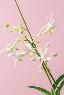 ユニークな花姿✨