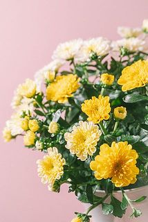 ふわっころっとした花姿がかわいい🥰