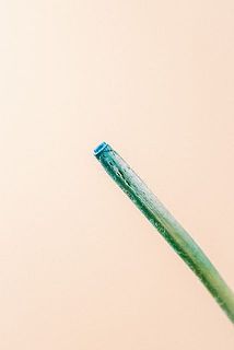 茎先に染料を染み込ませているので、ご注意ください。