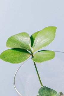 ほんのり起毛感があります。四葉のクローバーのようでかわいい🍀