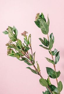 花付きには個体差がございます。