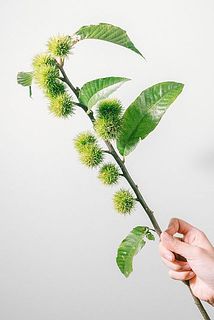 七立栗