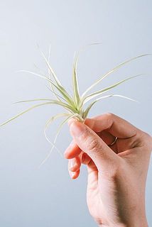 チランジアは2個お届けします。品種はおまかせになります。