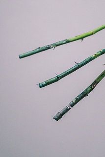 茎に染め液がついています。ご注意ください。