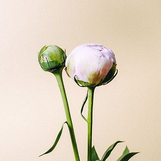芍薬は外側の花びらを少しむいてあげると、咲きやすくなるそう。