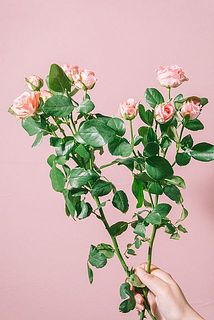 「ジェントルフロウ」※花付きには個体差があります。