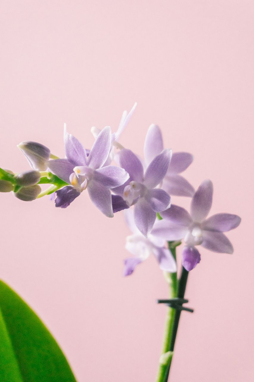 ミディファレノ「サマーローズ」