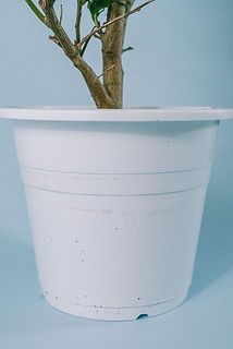 鉢が汚れている場合がございます。気になる方は優しく拭き取ってください。