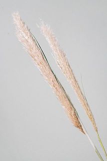 穂のボリュームには個体差があります。