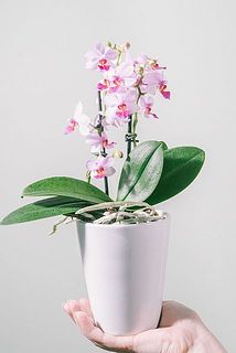 花付きには個体差がございます。