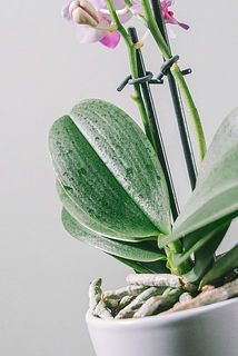 葉に水滴の跡があることがございます。気になる場合は優しく拭き取ってください。