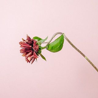 色々な形、表情のひまわりです。
