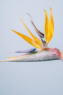 自然に2番花が咲かない場合、仏炎苞からひっぱり出すこともできます。