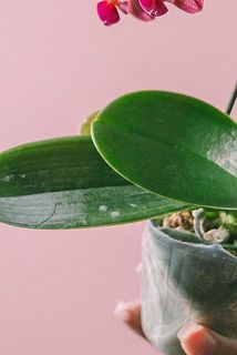 葉に水滴の跡があることがございます。気になる場合は優しく拭き取ってください。