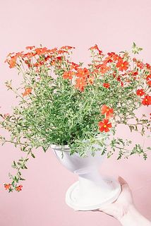 花付きには個体差がございます。
