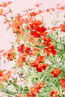 配送中にお花が咲き終わってしまうことがございます。咲き終わっていたら摘み取ってください。