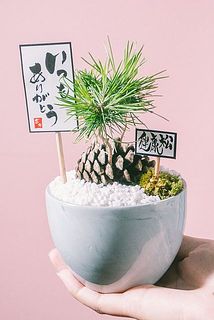 鉢と砂のカラーはおまかせになります。