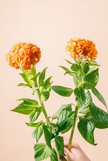 花の大きさには個体差がございます。